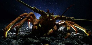 7 loài sinh vật bất tử, sở hữu skill ‘cải lão hoàn đồng’ đang tồn tại trên Trái Đất