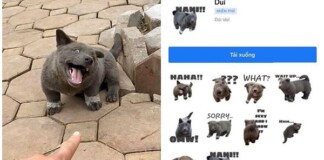 Ăn theo hot trend Nguyễn Văn Dúi, Facebook tạo ra loạt sticker mới về chú cún này và sự thật phía sau khiến tất cả bất ngờ