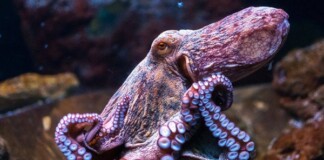 Anh: công bố dự luật bảo vệ những loài như bạch tuộc và tôm hùm, giúp chúng khỏi đau đớn trước khi bị nấu