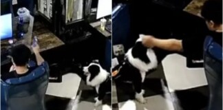 Bất ngờ trước chú chó nhỏ bá đạo, biết cả làm nhân viên quán net, đưa nước đưa cơm phục vụ game thủ giỏi như người