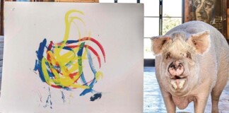 Bất ngờ xuất hiện chú lợn Pig Caso vẽ tranh “đẹp” không kém người thật, bán một bức kiếm hơn 600 triệu khiến CĐM ngỡ ngàng