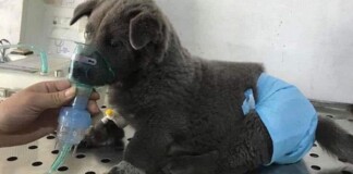 Bất ngờ xuất hiện hình ảnh “idol” Nguyễn Văn Dúi phải thở oxy, cư dân mạng sốc nặng và sự thật sau bức ảnh khiến tất cả ngỡ ngàng