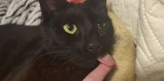 Bị chó cắn hỏng mặt, chú mèo thoát chết, ngay sau đó trở thành idol như Nguyễn Văn Dúi, được mệnh danh là mèo ble