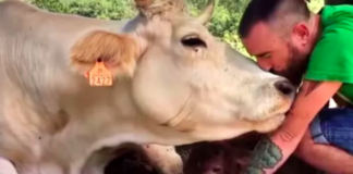 Bò mẹ nước mắt hai hàng, hôn tạm biệt con gái và người đàn ông hộ sinh trước khi qua đời