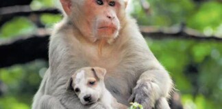 Cả bầy khỉ xuống núi, hung hãn tìm và “khủng bố” chó con, người dân khiếp đảm phải xin trốn vào rừng