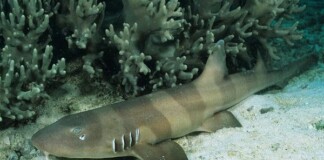 Cá mập đang tiến hóa để có thể đi bộ trên mặt đất
