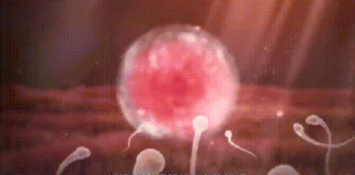 Các nhà khoa học đã chụp được ảnh thời điểm trứng người chấp nhận tinh trùng, thực sự sẽ có một tia sáng cực lớn như pháo hoa