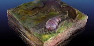 Các nhà khoa học tìm ra hóa thạch 555 triệu năm tuổi của tổ tiên con người