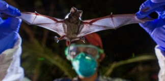 Các nhà khoa học vừa phát hiện thêm 6 chủng virus corona mới trên quần thể dơi ở Myanmar