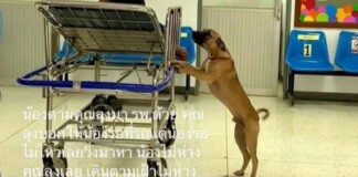 Cảnh chú chó “chăm” chủ nhân khi nhập viện, nửa bước không rời, hút triệu view