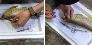 Chàng trai đem con cá mấy chục triệu ra “nghịch”, cắt mắt rồi cắt vây khiến dân mạng bất bình nhưng sự thật bất ngờ phía sau khiến ai nấy đều ngã ngửa