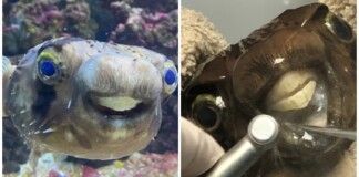 Chê cá cảnh ở nhà răng quá “vâu”, người đàn ông khiến CĐM bất ngờ khi mang cá tới “nha sĩ” để làm đẹp