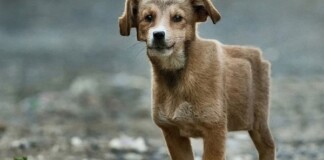 Chết mê với loài động vật hóa “khối vuông Minecraft” cực đáng yêu và ngộ nghĩnh