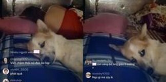 Chỉ ngủ trên sóng, chú chó bất ngờ thành streamer hút chục nghìn view, bị chỉ trích vì “Khinh độc giả nên không rep tin nhắn”