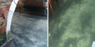 Chỉ sau vài ngày bị phong tỏa, các con kênh tại Venice trở nên trong như “pha lê”