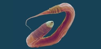 Chỉnh sửa gen giúp các nhà khoa học tăng 500% tuổi thọ của giun, tương đương 400 năm ở con người