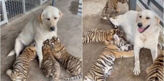 Chó nuôi hổ, cho bú tận tình tới khi lớn và cái kết khiến cộng đồng mạng bất ngờ