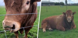 Chú bò “gãi mông” đổ cả cột điện khiến 800 hộ dân chìm nghỉm trong bóng tối