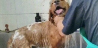 Chú chó chạy 10km đuổi theo ân nhân sau khi được cho một bữa ăn