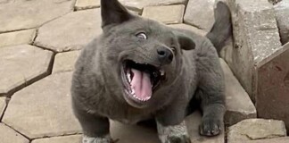 Chú chó Nguyễn Văn Dúi nổi tiếng một thời vừa qua đời