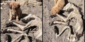 Chú chó nhỏ buồn bã nép mình bên xác khô của mẹ khiến cư dân mạng xúc động về tình mẫu tử