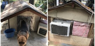 Chú chó số hưởng, được chủ lắp hẳn điều hòa, tản nhiệt khiến cộng đồng mạng ghen tị: “Nó còn sướng hơn tao”