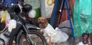 Chú chó trốn khỏi kẻ trộm giữa mưa và cử chỉ được khen hết lời của 2 cô gái lạ