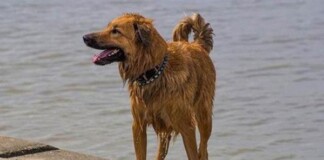 Chú chó “trung thành” nhất thế giới, bỏ công chạy hẳn 100km về “phục hận”, cắn chủ nhập viện,