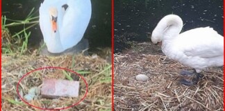 Chứng kiến tổ trứng bị vỡ nát còn bạn tình thì bỏ đi, thiên nga mẹ gục chết trong uất ức