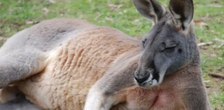 Con kangaroo hồn nhiên vào nhà dân ăn vụng, “tiện tay” đấm luôn chủ nhà đến mức phải nhập viện