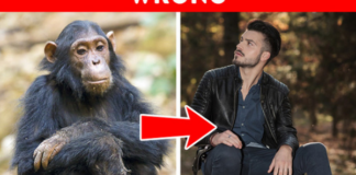 Con người tiến hóa từ vượn? Những quan điểm sinh học sai lầm mà nhiều người vẫn ‘tin sái cổ’