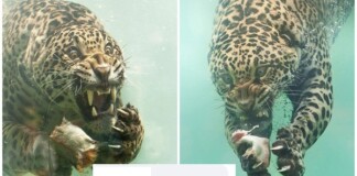 Cộng đồng mạng ngỡ ngàng trước thần thái “chất lừ” của báo đốm khi săn mồi dưới nước, vẫn tự tin troll “Con báo này có Rinnegan à”