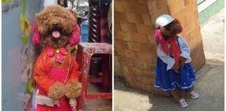 Cộng đồng mạng phát cuồng với hình ảnh “cô chó” đi học như người thật, lại sắp thành idol như Nguyễn Văn Dúi chăng?