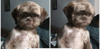 Cộng đồng mạng sững sờ trước nhan sắc có một không hai của chú cún, tự hỏi liệu có phải Tôn Ngộ Không “chuyển sinh”