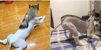 Cộng đồng mạng “xúc động”, ngỡ ngàng trước chú chó được tỉa lông theo phong cách không thể “trẻ trâu” hơn