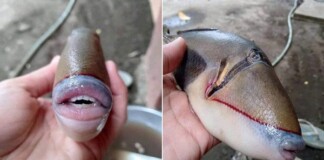 Cư dân mạng thích thú với con cá ‘sở hữu bờ môi căng mọng’ y như con người