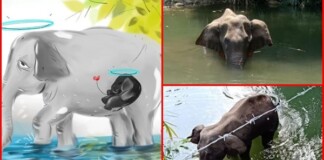 Cư dân mạng vẽ tranh tưởng niệm voi mẹ chết thảm do ăn quả dứa chứa mìn