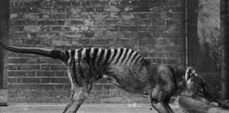 Cứ ngỡ đã tuyệt chủng từ những năm 1930, nhưng có lẽ hổ Tasmania vẫn còn tồn tại đâu đó ngoài kia