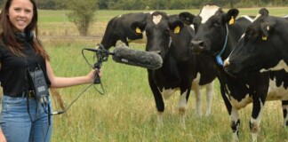 Đàn bò dẫm phải cáp quang, Internet gặp sự cố