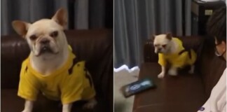 Đang chơi game thì bị chủ phá, chú chó “bá đạo” ném luôn iPad, quay sang lườm nguýt khiến cộng đồng mạng cực kỳ nể phục