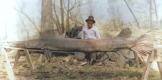 Đào được siêu quái vật kỷ Jura sống sót dù khủng long chết hết