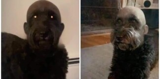 Đè đầu cún cưng ra “cạo trọc”, cô gái thu về thành quả không dám nhìn, cộng đồng mạng chỉ biết bật cười trước style mới