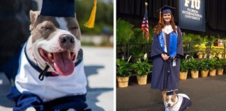 Đi học đều hơn cả chủ, chú chó bất ngờ được trao bằng cử nhân khiến cộng đồng mạng kinh ngạc