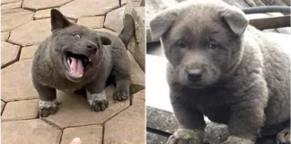 Điểm qua loạt thú cưng nổi tiếng và được chế ảnh meme khắp các diễn đàn mạng hiện nay