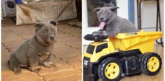 Độ khủng từ sức hút của idol Nguyễn Văn Dúi: Fanpage vài ngày tuổi đã hơn 100.000 follow, video trên Tiktok gần 10 triệu lượt xem