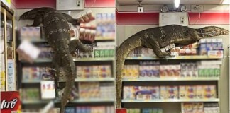 Đói ăn, “quái vật khổng lồ” đột nhập cửa hàng tiện lợi khiến CĐM sợ hãi, ví von như Godzilla