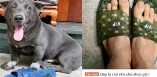 Đôi dép bị idol Nguyễn Văn Dúi gặm bất ngờ được rao bán, CĐM sững sờ với mức giá hàng trăm ngàn và lượng đơn đặt hàng khủng