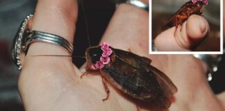 Đội vòng hoa cho gián vì muốn nó “xinh xắn”, chủ “Pet” bị chất vấn: Hết thứ để nuôi à?