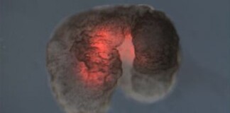 Đột phá: Các nhà khoa học vừa tạo ra một “dạng sống” hoàn toàn mới trên Trái Đất