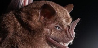 Được mệnh danh là “bể chứa virus”, sinh vật bị nghi lan truyền virus corona có sự tiến hóa đáng sợ nào?